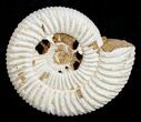 Inch Perisphinctes Ammonite - Jurassic #3597-2